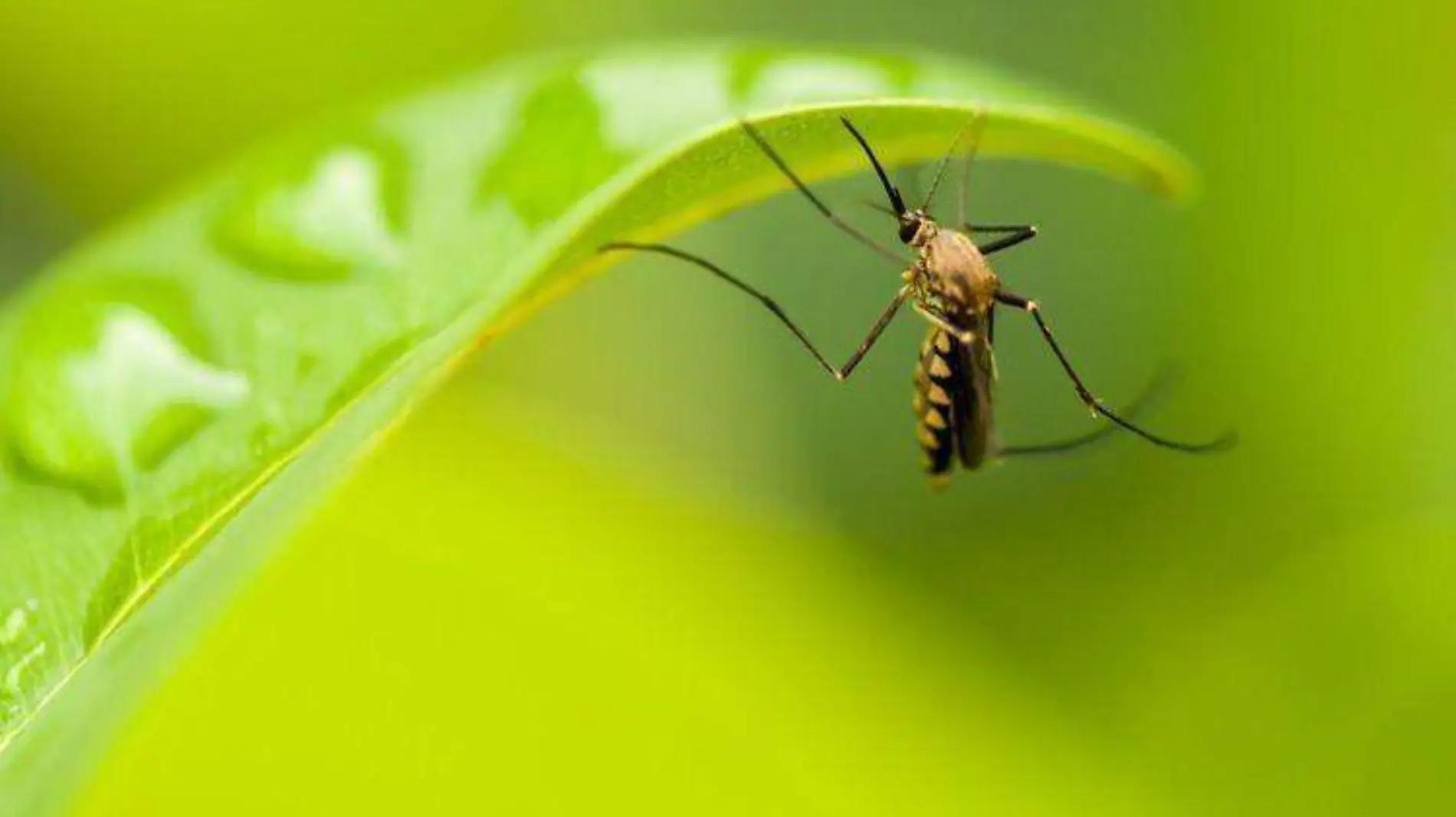 Plantas antimosquitos